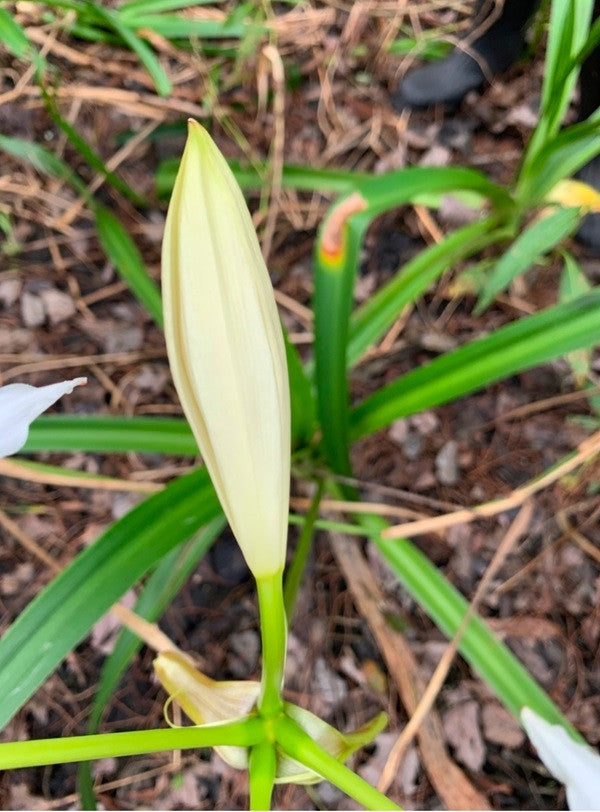 white spider crinum lily amoenum Crinum americanum (native) - "Swamp Lily"