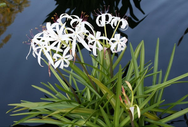 white indian lilies Crinum americanum (native) - "Swamp Lily"