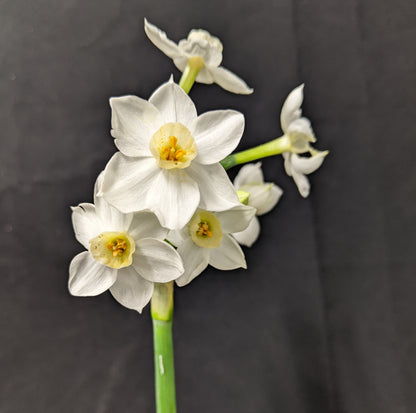 Heirloom 'Grand Primo' - 10 bulbs
