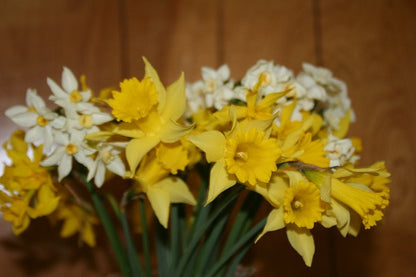 Heirloom 'Lent Lily' - 10 bulbs