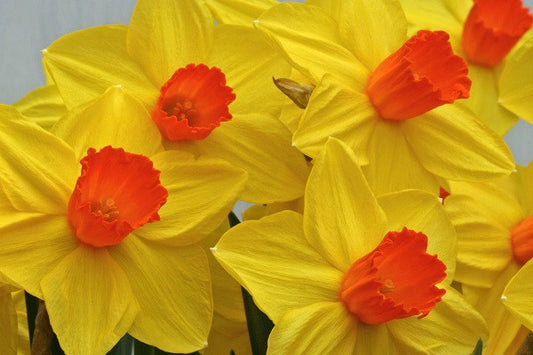 Daffodil 'Brackenhurst' - 5 bulbs