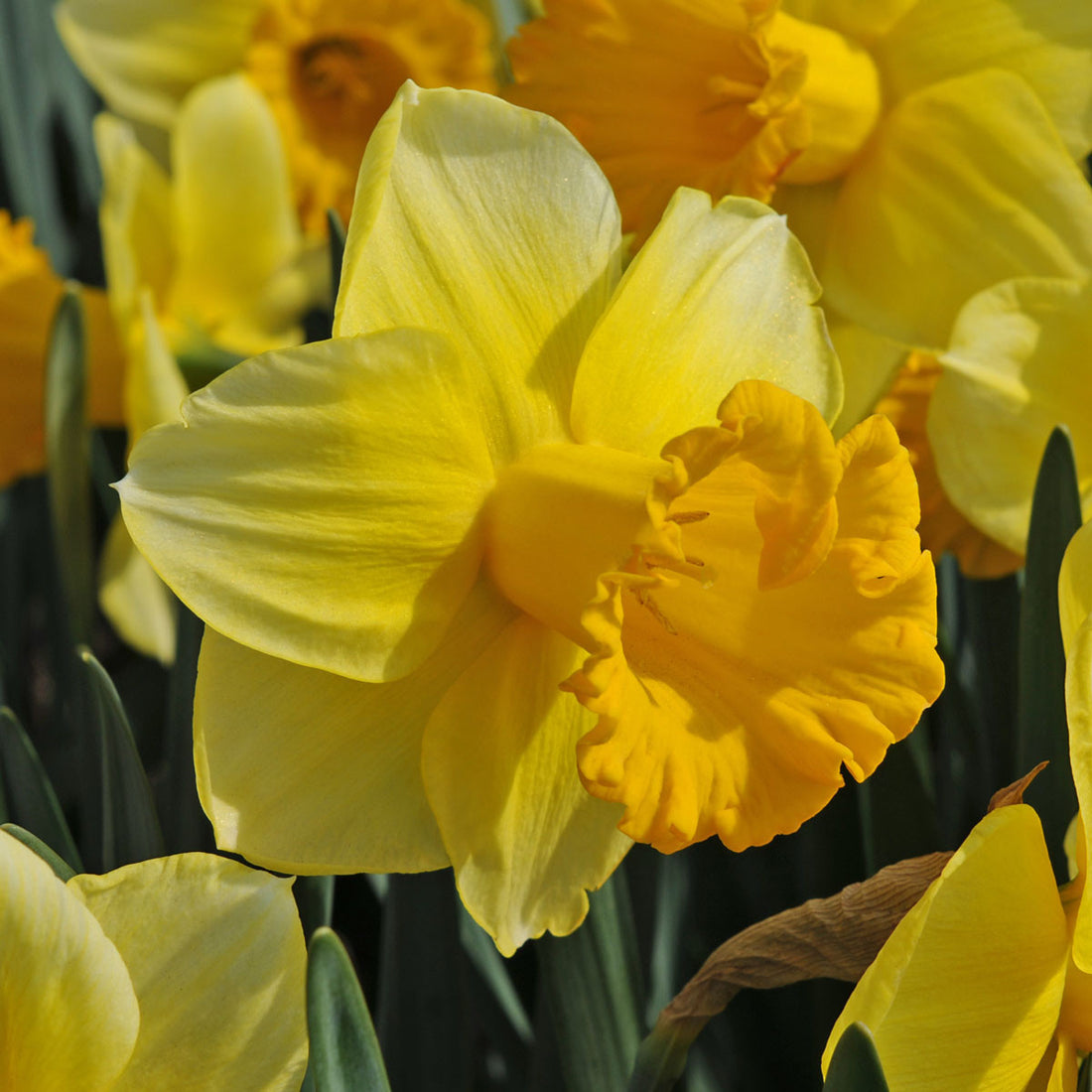 Narcissus 'Breath of Spring' - Southern Perennial Daffodil Bulb – The ...