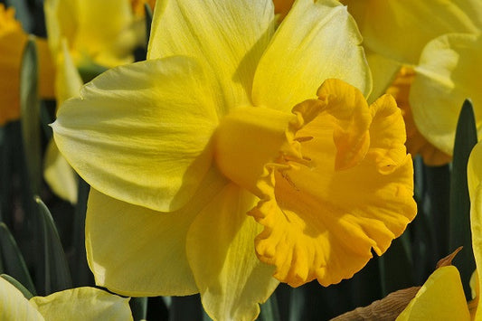 Daffodil 'Breath of Spring'- 5 bulbs