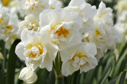 Daffodil tazetta 'Bridal Crown' - 5 bulbs