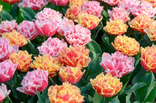 Tulipa 'Queensland' - 5 bulbs