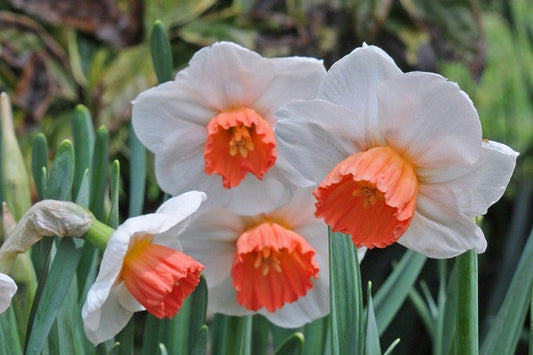 Daffodil 'Brooke Ager' - 5 bulbs