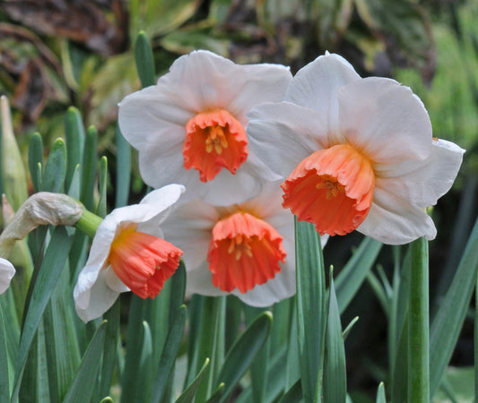 Daffodil 'Brooke Ager' - 5 bulbs