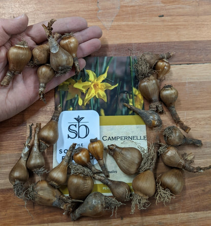 Heirloom 'Campernelle' - 10 bulbs