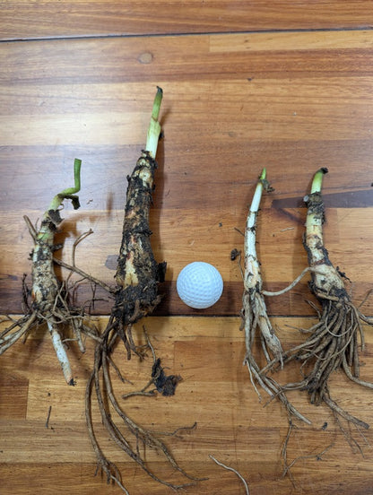 Crinum americanum (native) - "Swamp Lily" - 1 Bulb