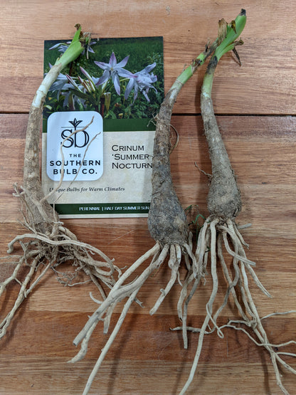 Crinum 'Summer Nocturne' - 3 bulbs