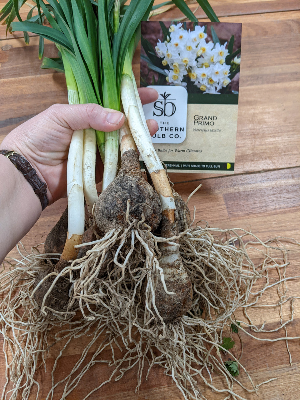 Heirloom 'Grand Primo' - 10 bulbs