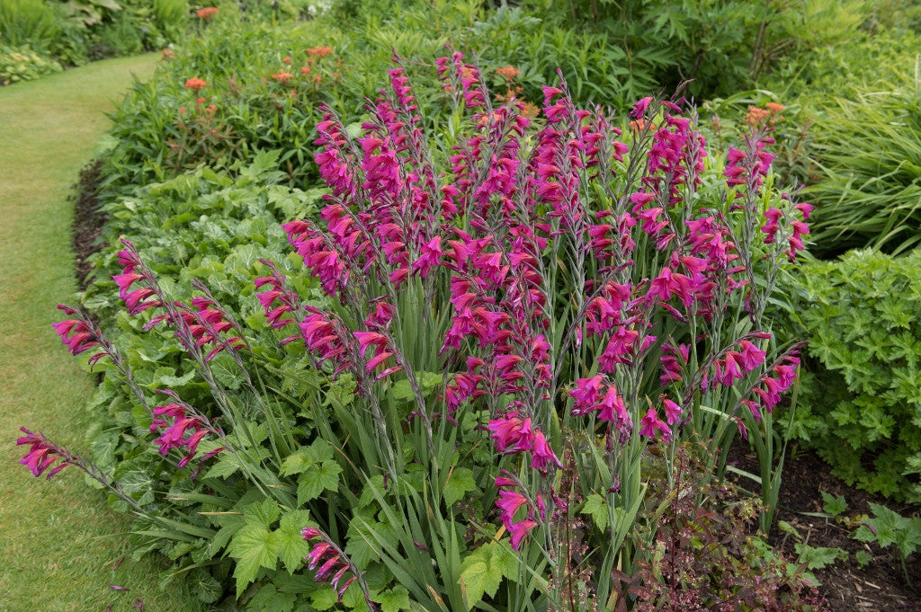 The Southern Bulb Co. Gladiolus byzantinus - Thumbnail 3
