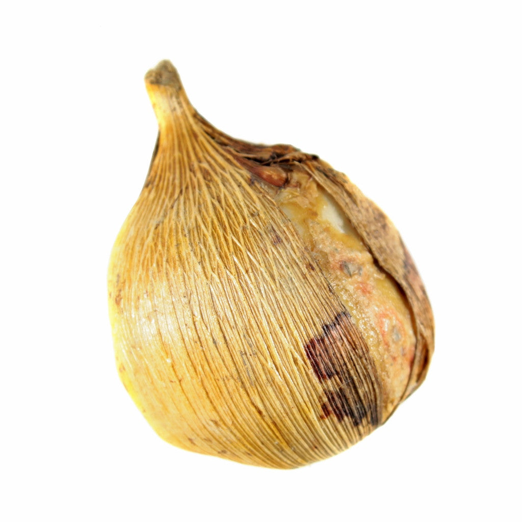 Gladiolus byzantinus 'Byzantine Gladiolus' - 3 bulbs