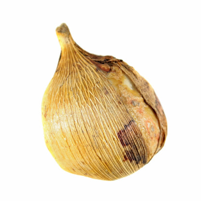 Gladiolus byzantinus 'Byzantine Gladiolus' - 3 bulbs