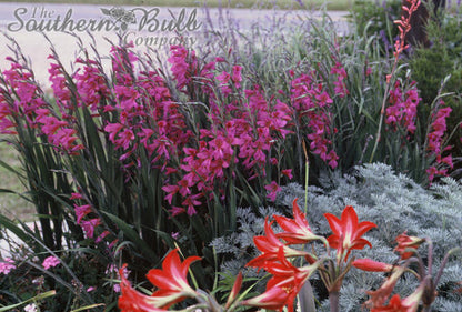 Gladiolus byzantinus 'Byzantine Gladiolus' - 3 bulbs