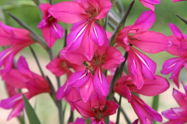 Gladiolus byzantinus 'Byzantine Gladiolus' - 3 bulbs