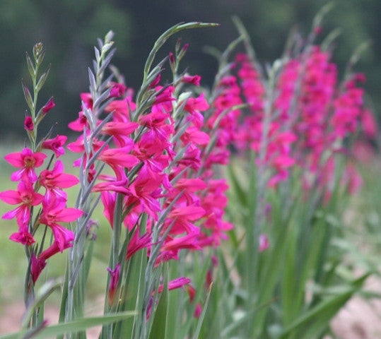 The Southern Bulb Co. Gladiolus byzantinus - Thumbnail 2