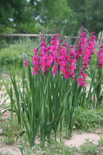 Gladiolus byzantinus 'Byzantine Gladiolus' - 3 bulbs