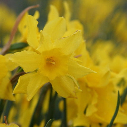 Heirloom 'Campernelle' - 10 bulbs