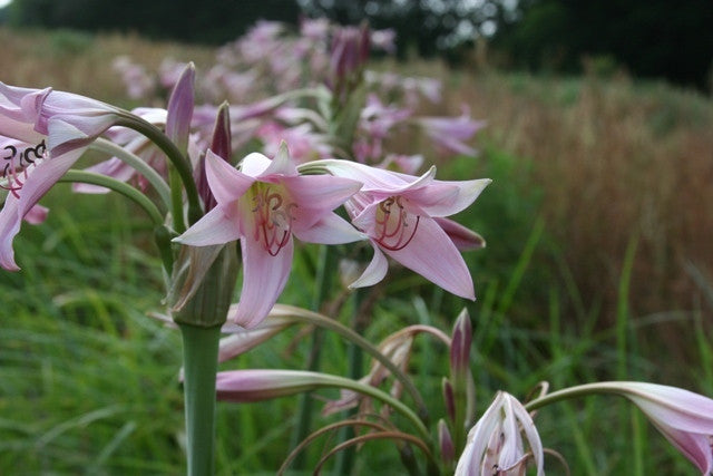 Southern Bulbs Crinum powellii - Thumbnail 2