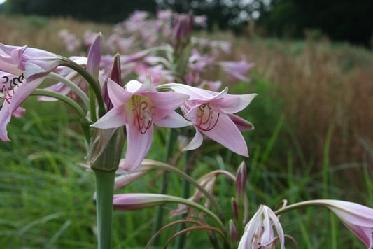 Crinum powellii 'Roseum' - 1 bulb
