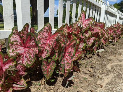 Caladium 'Carolyn Whorton' - 5 tubers
