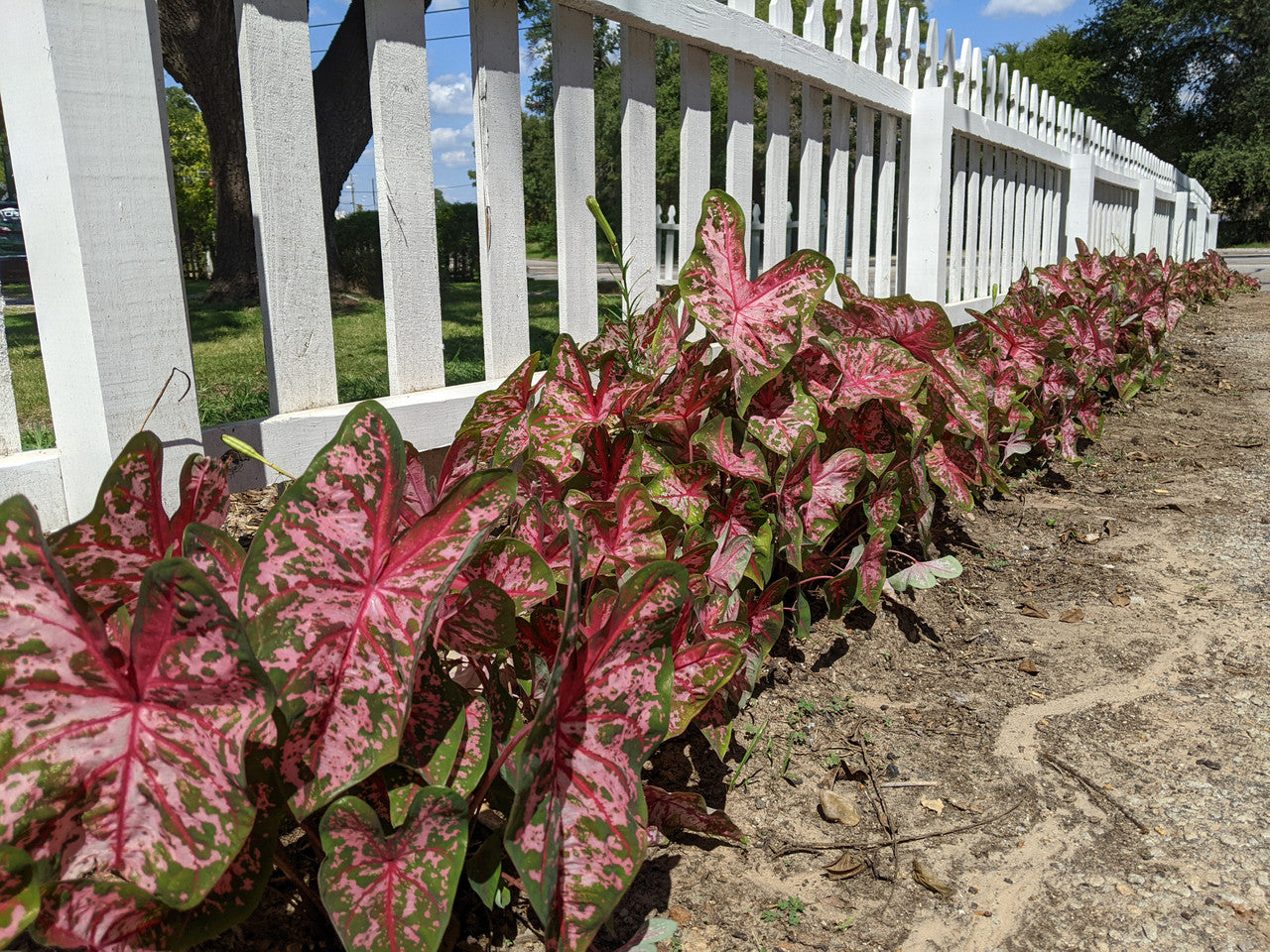 Caladium 'Pinky Swear' - 3 tubers