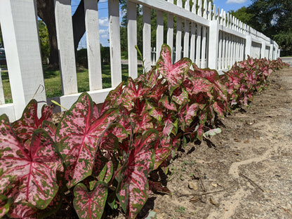 Caladium 'Pinky Swear' - 3 tubers