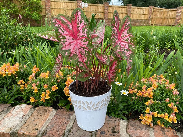 Caladium 'Carolyn Whorton' - 5 tubers