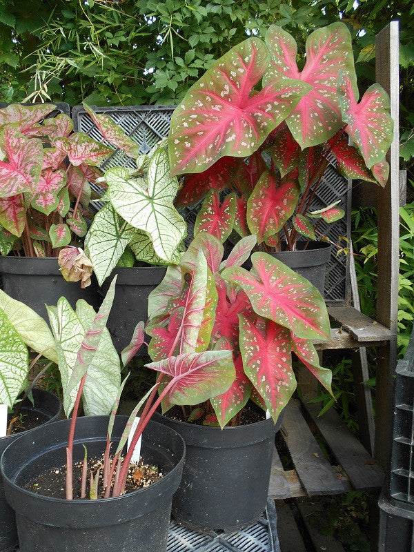 Caladium 'Red Flash' - 5 tubers
