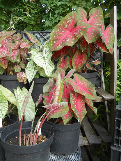 Caladium 'Red Flash' - 5 tubers