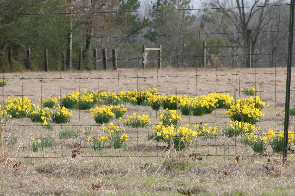 Campernelles blooming in an open field