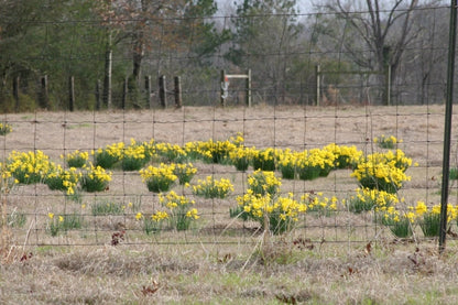 Heirloom 'Campernelle' - 10 bulbs