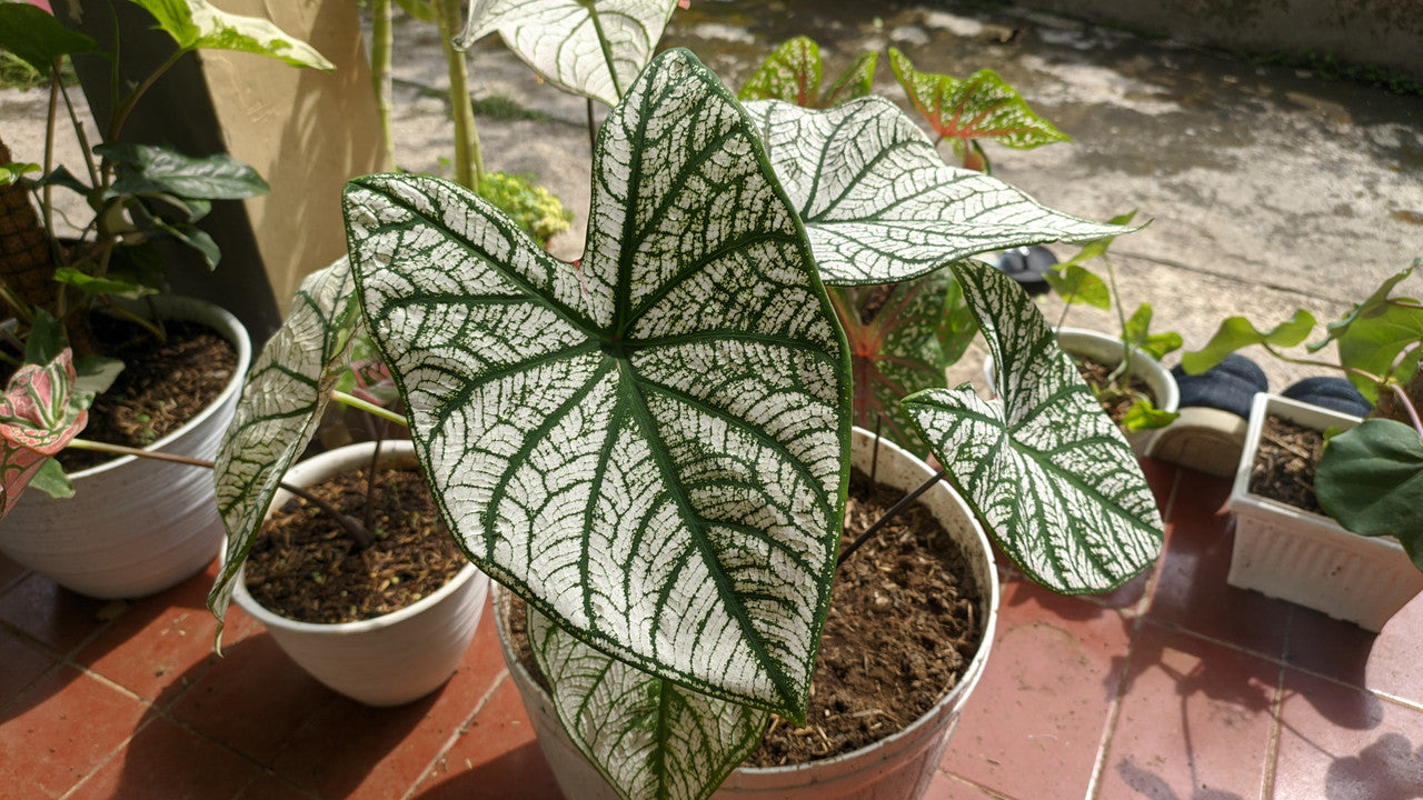 Caladium 'Candidum' - 5 tubers