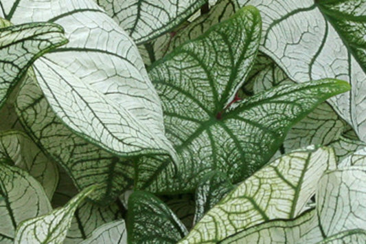 Caladium 'Candidum' - 5 tubers