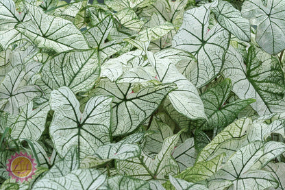 Caladium 'Candidum' - 5 tubers