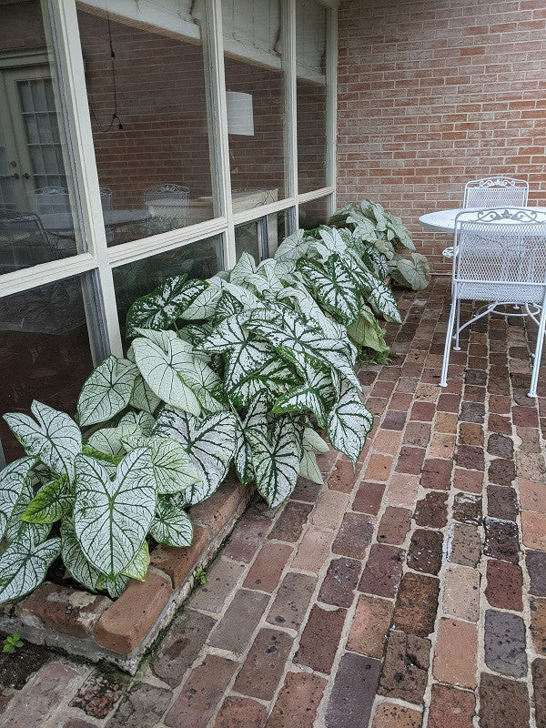 Caladium 'White Christmas' - 5 tubers