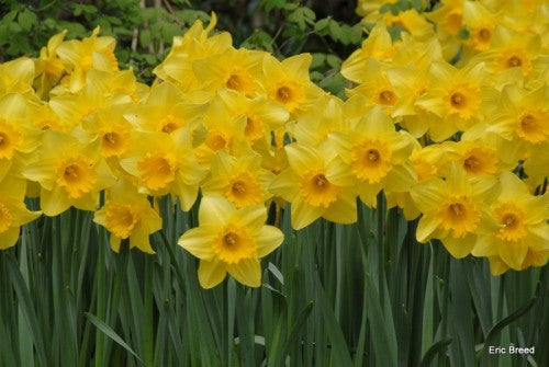 Daffodil 'Carlton' -  5 bulbs