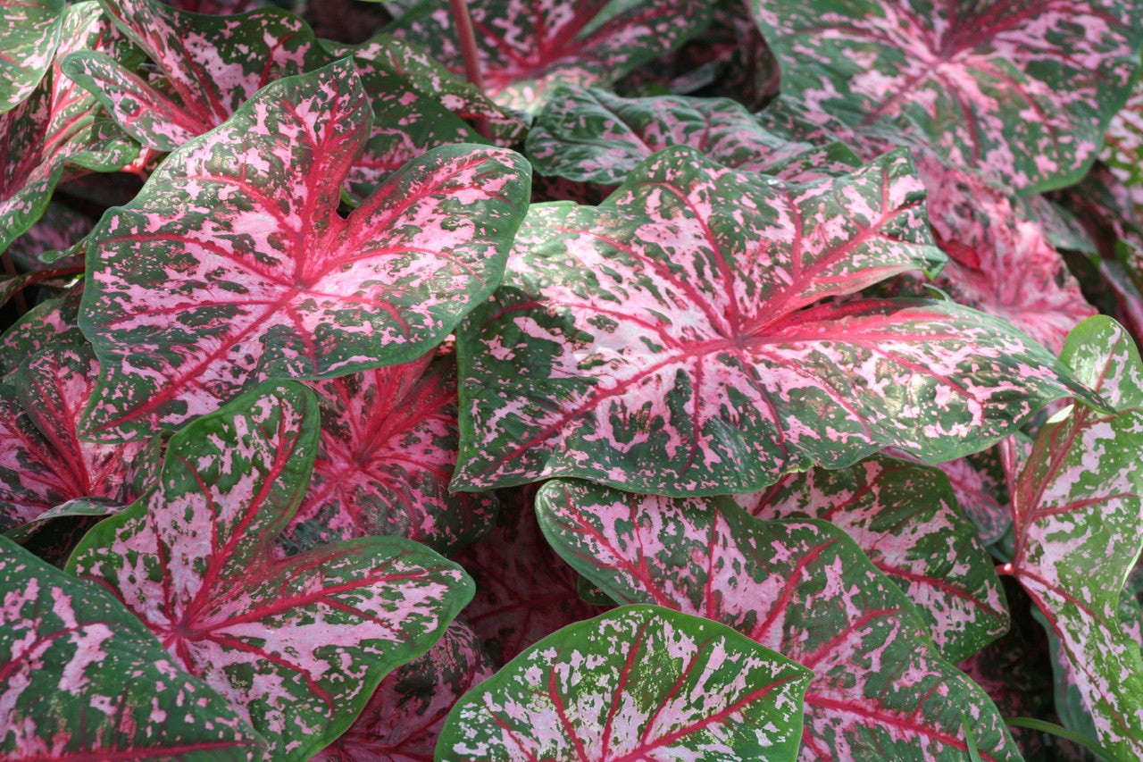 Caladium 'Carolyn Whorton' - 5 tubers