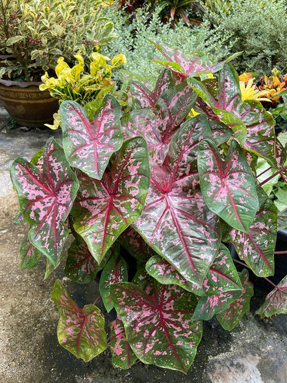 Caladium 'Carolyn Whorton' - 5 tubers