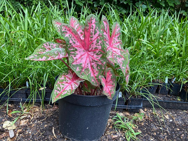 Caladium 'Carolyn Whorton' - 5 tubers