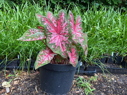 Caladium 'Carolyn Whorton' - 5 tubers