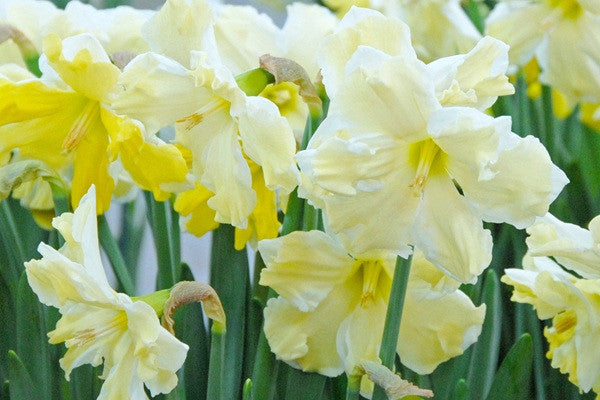 Daffodil 'Cassata' – The Southern Bulb Co.