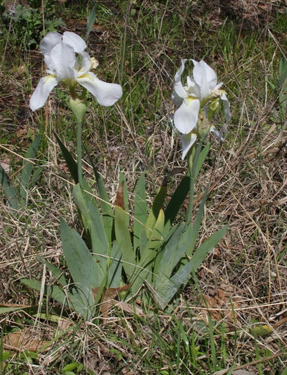 White Cemetery Iris (Iris albicans) - 5 Tubers