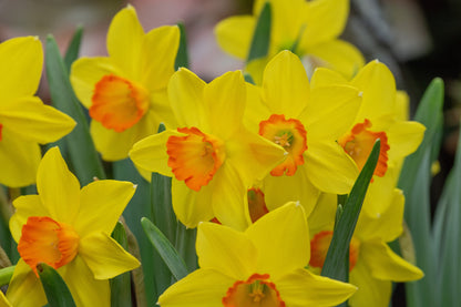 Daffodil 'Ceyclon' - 5 bulbs