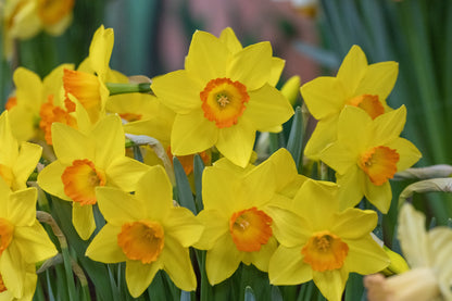 Daffodil 'Ceyclon' - 5 bulbs