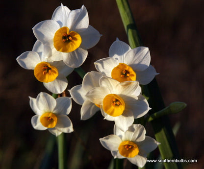Sold Out
(Pack of 4) Crisp, clear golden cups against refined white petalsa fragrance that is just as refined to match the bulbs.  Clusters of three, four, five, six or more on one stalk. Zones 8-10