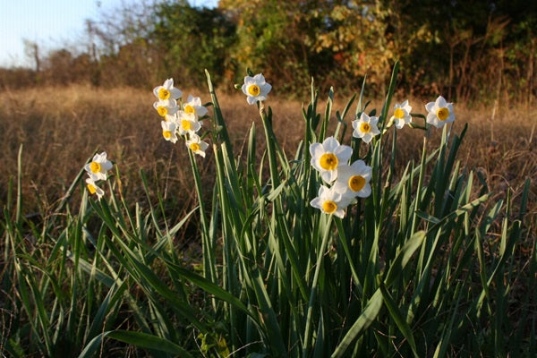Daffodil 'Chinese Sacred Lily' - 5 bulbs