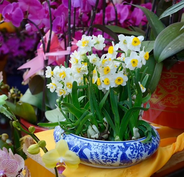 Daffodil 'Chinese Sacred Lily' - 5 bulbs