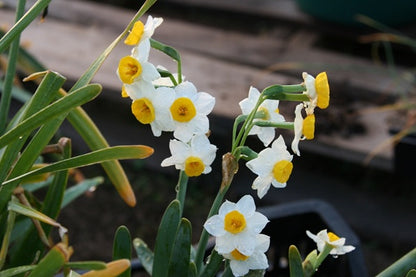 Daffodil 'Chinese Sacred Lily' - 5 bulbs